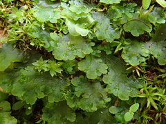 Anthoceros caucasicus