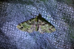 Pasiphila bilineolata