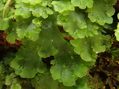 Anthoceros caucasicus
