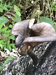 Omphalotus nidiformis