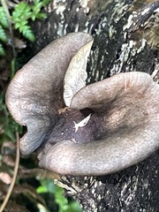 Omphalotus nidiformis