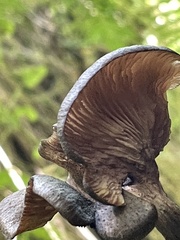 Omphalotus nidiformis