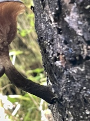 Omphalotus nidiformis