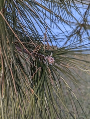 Pinus brutia