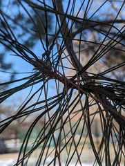 Pinus brutia