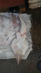 Glaucostegus younholeei