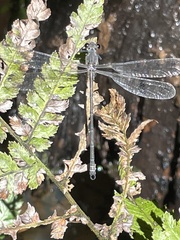 Austroargiolestes icteromelas