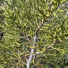 Halocarpus bidwillii