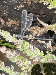 Austroargiolestes icteromelas