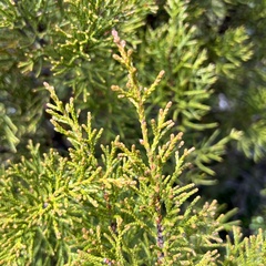 Halocarpus bidwillii