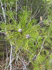 Isopogon anethifolius