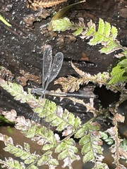 Austroargiolestes icteromelas