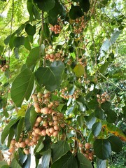 Cordia dichotoma