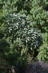 Cussonia paniculata