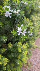 Westringia
