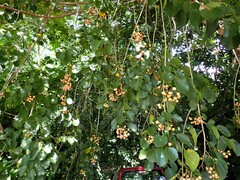 Cordia dichotoma