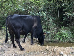 Bos