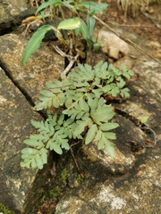 Cheilanthes involuta