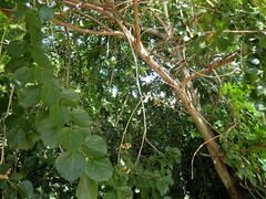 Cordia dichotoma