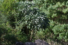 Cussonia paniculata