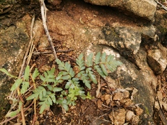 Cheilanthes involuta