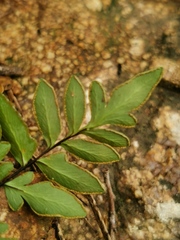 Cheilanthes involuta