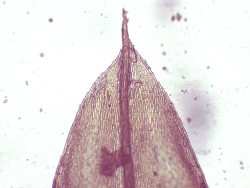 Rosulabryum canariense image