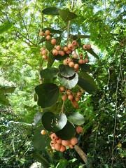 Cordia dichotoma