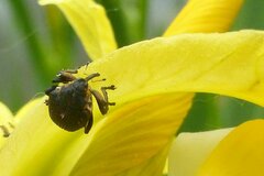 Mononychus punctumalbum