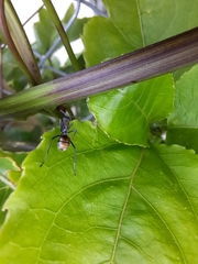 Polyrhachis angusta