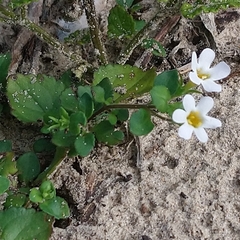 Chaenostoma cordatum