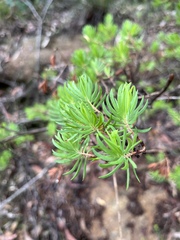Darwinia procera