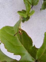 Ropalidia romandi