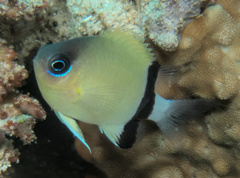 Pycnochromis retrofasciatus