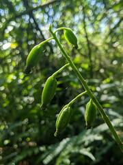Cephalantheropsis obcordata