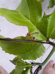 Ropalidia romandi