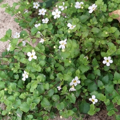 Chaenostoma cordatum