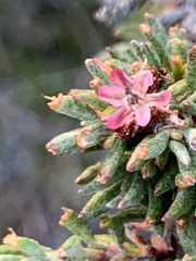 Eriogonum wrightii dentatum