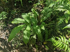 Cephalantheropsis obcordata