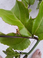 Ropalidia romandi