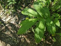 Cephalantheropsis obcordata