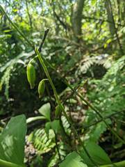 Cephalantheropsis obcordata