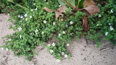 Chaenostoma cordatum