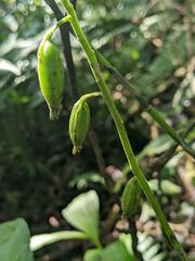 Cephalantheropsis obcordata