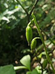 Cephalantheropsis obcordata