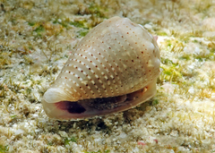 Conus coronatus