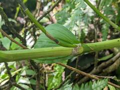 Cephalantheropsis obcordata
