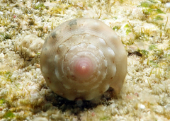 Conus coronatus
