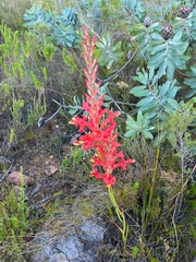 Crocosmia