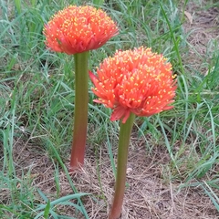 Haemanthus sanguineus